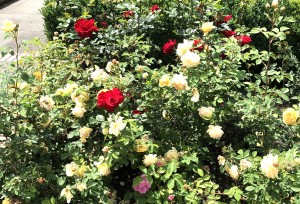 Rosen im Blumengarten